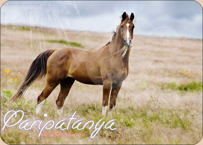 Paripatanya || the horses world
